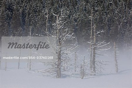 View of hoarfrosted saltwater-killed trees on a foggy morning along the Seward Highway near Portage, Southcentral Alaska, Winter