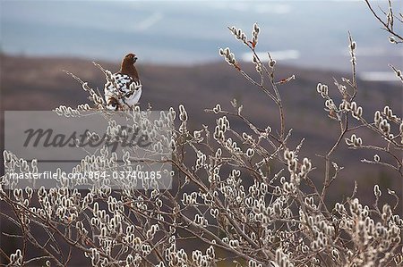 Male Willow Ptarmigan with changing plumage perches on a Pussy Willow in Denali National Park, Interior Alaska, Spring