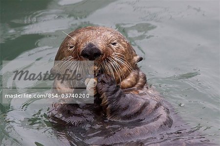 An adult Sea Otter eats a clam while floating in the calm waters of the Valdez Small Boat Harbor, Southcentral Alaska, Summer