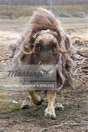 An aggressive cow Muskox charges, Alaska Wildlife Conservation Center, Southcentral Alaska, Summer. Captive