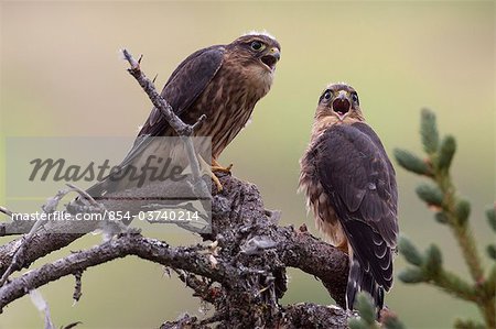 A pair of Merlins (pigeon hawks) sqawk from the branch of a Spruce tree in Turnagain Pass, Kenai Peninsula, Southcentral Alaska, Summer