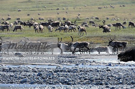 View of the Porcupine Caribou herd crossing the Hulahula River near Old Man Creek during their annual migration through ANWR, Arctic Alaska, Summer View of the Porcupine Caribou herd crossing the Hulahula River near Old Man Creek during their annual migration through ANWR, Arctic Alaska, Summer