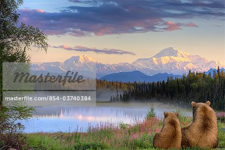 Sow and Cub brown bears looking across small lake and viewing Mt. McKinley at sunrise, SouthCentral Alaska, Autumn, COMPOSITE