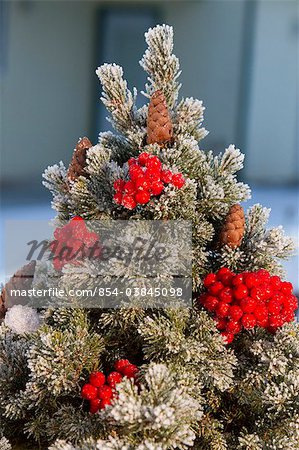 Close up of Red Elderberries and cones on snow-covered evergreen tree, Alaska, Winter