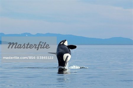 A pregnant Orca whale breaches from the calm waters of Chatham Strait, Inside Passage, Southeast Alaska, Summer A pregnant Orca whale breaches from the calm waters of Chatham Strait, Inside Passage, Southeast Alaska, Summer