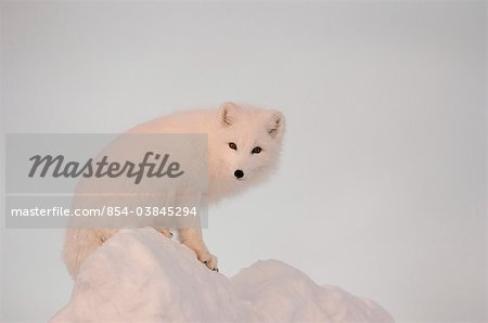 Arctic Foxe stands in late afternoon sun on top of a large chunk of ice, Churchill, Manitoba Canada, Winter