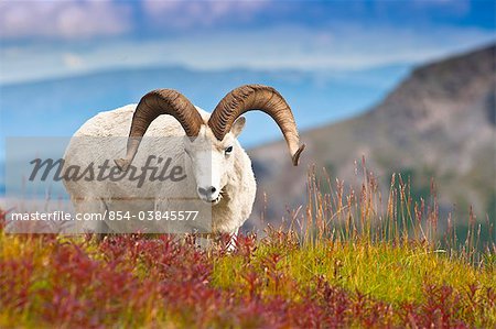 Close up of a large Dall sheep ram standing on Fall tundra near Savage River Valley in Denali National Park and Preserve, Interior Alaska, Autumn