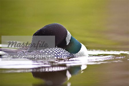 Close up of a Common Loon grooming its self on Beach Lake, Chugach State Park, Southcentral Alaska, Summer