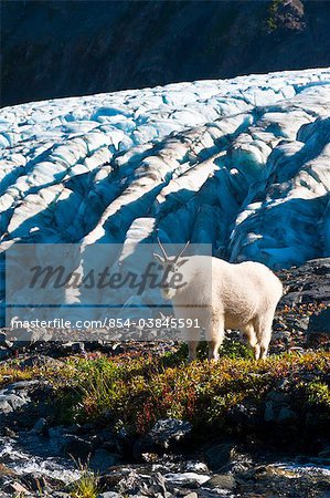 View of a mountain goat grazing on plants near Harding Icefield Trail with Exit Glacier in the background, Kenai Fjords National Park near Seward, Kenai Peninsula, Southcentral Alaska, Summer