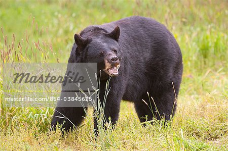 An adult Black Bear grazes on grasses, Alaska Wildlife Conservation Center, Southcentral Alaska, Summer. Captive