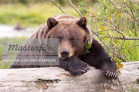 A female Brown bear lays draped over a log, Alaska Wildlife Conservation Center, Southcentral Alaska, Summer. Captive