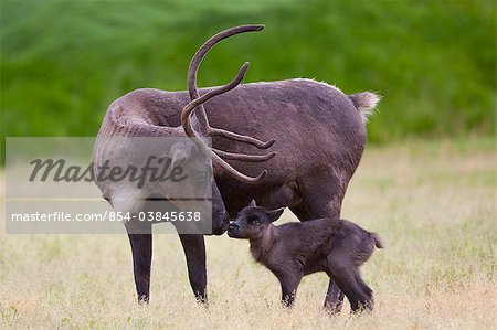 A day old Reindeer calf is nuzzled by its mother in a grassy field, Alaska Wildlife Conservation Center, Southcentral Alaska, Summer. Captive