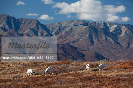 Band of four Dall rams graze on the Autumn colored tundra with the Alaska Range in background, Denali National Park and Preserve, Interior Alaska, Autumn