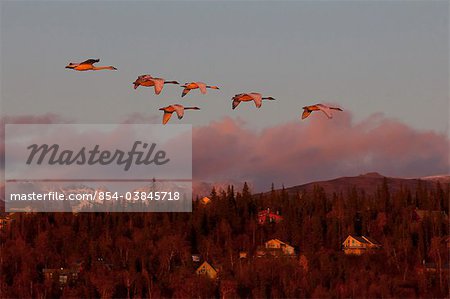 A band of Trumpeter swans fly over Anchorage's Hillside in the last few minutes of sunset, Southcentral Alaska, Autumn