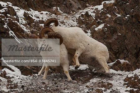 Two Dall sheep rams fight during the late Autumn rut in the Chugach Mountains, Southcentral Alaska