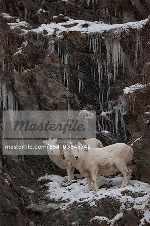 Dall sheep ram and ewe stand on a ledge in front of an icicle covered cliff, Chugach Mountains, Southcentral Alaska, late Autumn