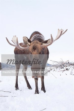 Adult bull moose standing on snowcovered ground, Alaska Wildlife Conservation Center, Southcentral Alaska, Winter. CAPTIVE