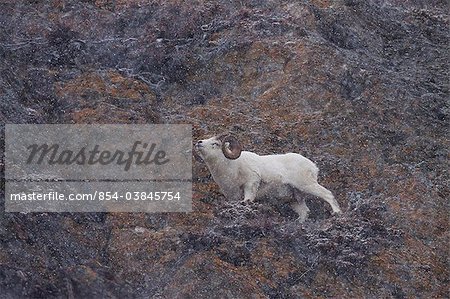 Dall sheep ram walks along a cliff wall during a snowstorm near Windy Point off the Seward Highway, Southcentral Alaska, Autumn