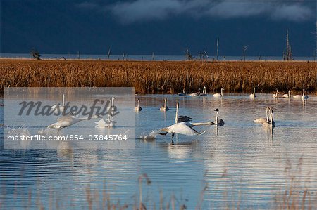 A pair of Trumpeter Swans take off from a pond near Girdwood while a group of swans swim in the background, Southcentral Alaska, Autumn