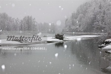 View of a Bald eagle perched on tree stump in Chilkat River during snowfall, near Chilkat Bald Eagle Preserve and Haines, Southeast Alaska, Winter