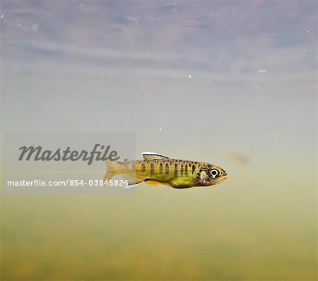 Underwater view of a recently emerged coho salmon (Oncorhynchus kisutch, Salmonidae) fry rearing in 18-mile Creek, Copper River Delta, Southcentral Alaska, Spring.
