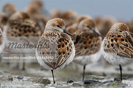 Western Sandpipers roosting on mud flats of Hartney Bay during Spring migration,  Copper River Delta,Southcentral Alaska