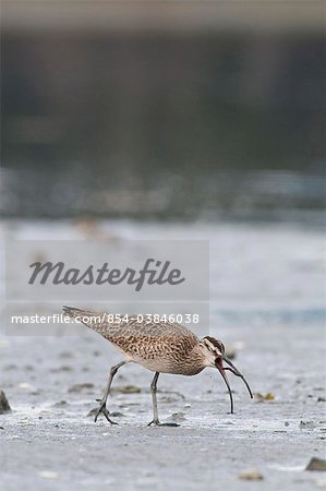 Whimbrel eats a worm from the mud flats, Hartney Bay, Cordova, Prince William Sound, Southcentral Alaska, Spring