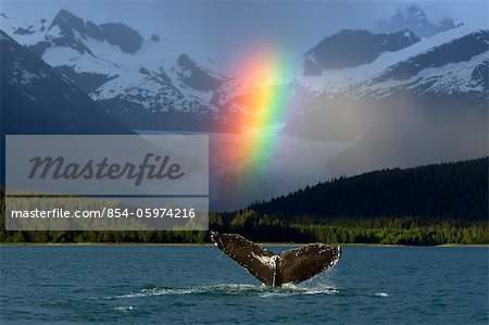 COMPOSITE: Bright rainbow appears over Eagle Beach after a rain shower with a fluking Humpback Whale in the foreground, Inside Passage, Southeast Alaska, Summer