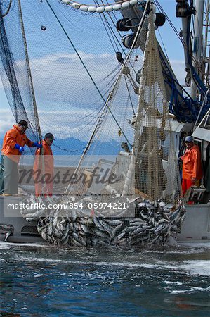 Close up of commercial purse seine fishermen hauling in a full net of pink and chum salmon, Chatham Strait near Admiralty Island, Southeast Alaska, Summer
