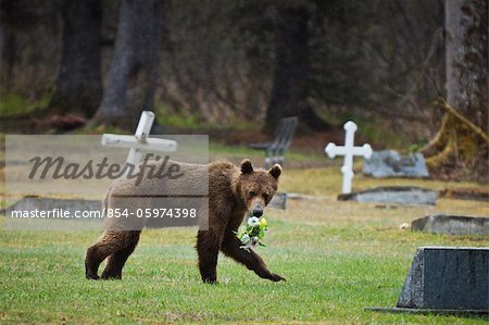 Juvenile Brown bear stealing flowers from a cemetery near Valdez, Southcentral Alaska, Spring