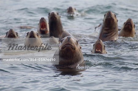 Steller sea lion herd swimming with heads above water, Prince William Sound, Southcentral Alaska, winter