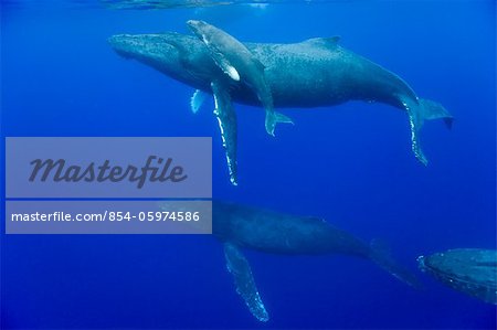 Underwater view of Humpback Whale cow and calf swimming in Pacific Ocean and pursued by males during breeding season, Big Island, Kona, Hawaii