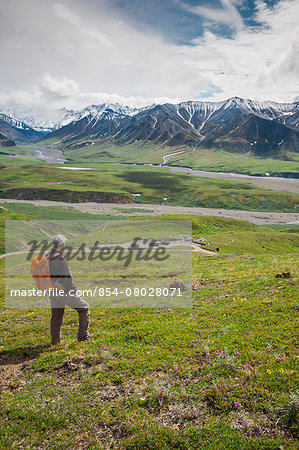 A Senior Male Hiker Stands On The Mountain Side Looking Down At The Eielson Visitor's Center In Denali National Park; Alaska United States Of America