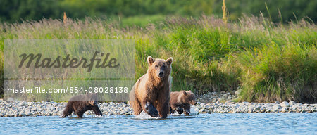 Brown Bear Sow And Cubs Fishing For Salmon In Mikfik Creek, Mcneil River State Game Sanctuary, Southwest Alaska, Summer