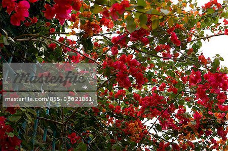 Bougainvillea,Lamma Island,Hong Kong