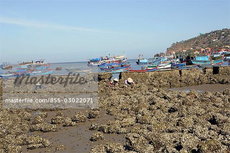 Women collecting shellfish at Bai Truoc Beach,Vung Tau City,Vietnam