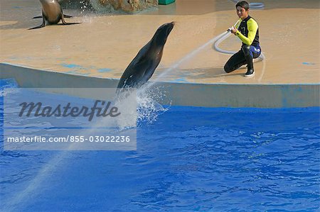 The sealion show at Ocean Theatre,Ocean Park,Hong Kong