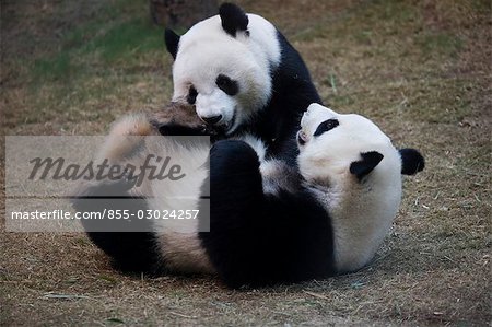 The Hong Kong Jockey Club Giant Panda Habitat,Ocean Park,Hong Kong