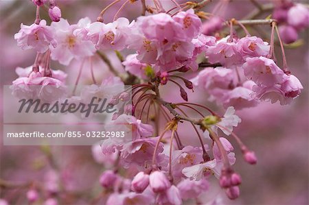 Cherry blossom, Arashiyama in Spring, Kyoto, Japan