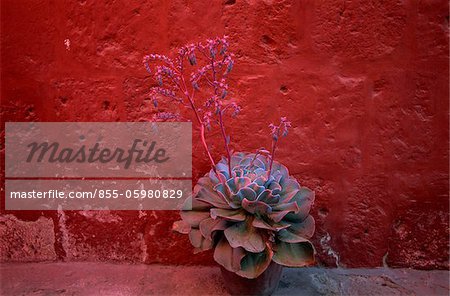 Monastery de Santa Catalina founded in 1580, Arequipa, Peru