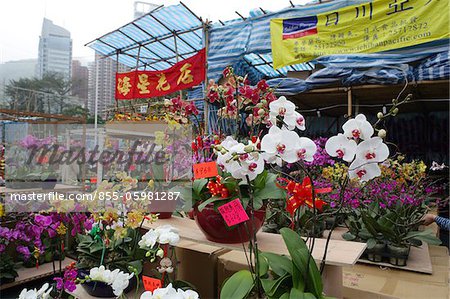 Chinese New Year flower market, Causeway Bay, Hong Kong
