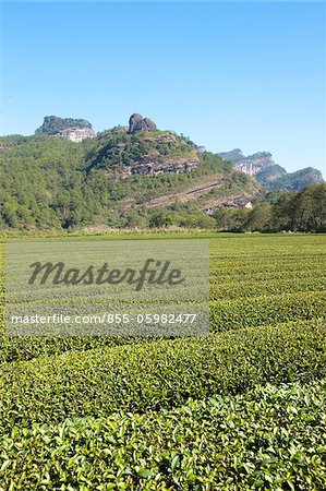 Tea fields at Xingcun Star village, Wuyi mountains, Fujian, China