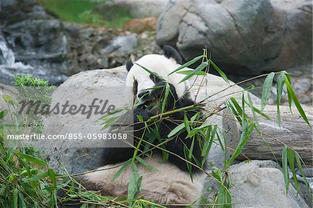 Giant panda adventure at Ocean Park, Hong Kong