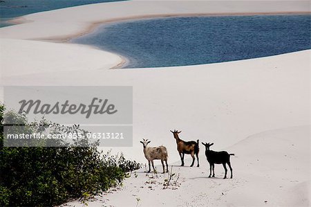 Goats at Sandy dunes near Lagoa Bonita (Beautiful Lagoon) at Parque Nacional dos Lencois Maranhenses, Brazil