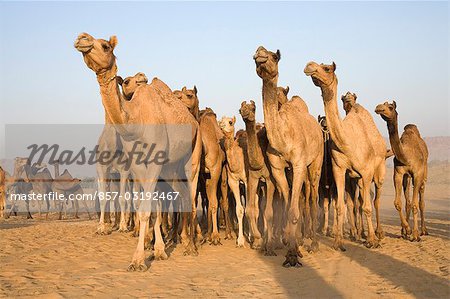 Pushkar Camel Fair, Pushkar, Ajmer, Rajasthan, India