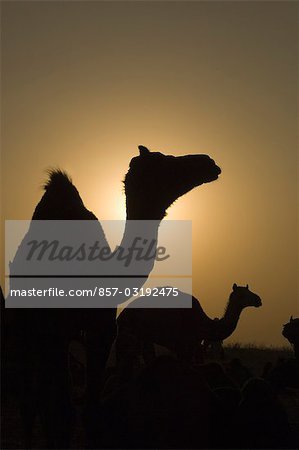 Silhouette of camels at dusk, Pushkar Camel Fair, Pushkar, Rajasthan, India