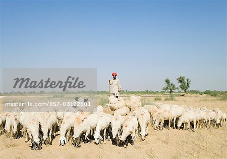 Shepherd herding a flock of sheep, Jodhpur, Rajasthan, India