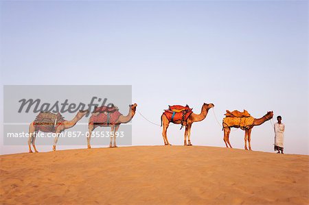 Four camels standing in a row with a man in a desert, Jaisalmer, Rajasthan, India