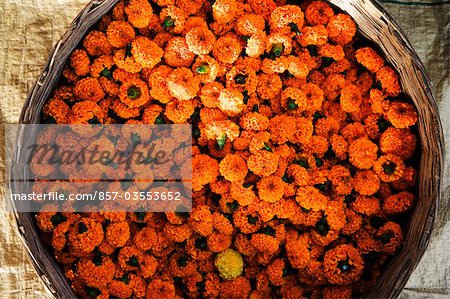High angle view of marigold flowers in a container, Bodhgaya, Gaya, Bihar, India