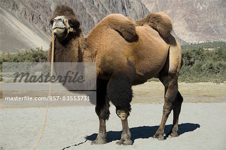 Bactrian camel in a desert, Hunder, Nubra Valley, Ladakh, Jammu and Kashmir, India - Stock Photo - Masterfile - Rights-Managed, Artist: Photosindia, Code: 857-03553731 Bactrian camel in a desert, Hunder, Nubra Valley, Ladakh, Jammu and Kashmir, India - Stock Photo - Masterfile - Rights-Managed, Artist: Photosindia, Code: 857-03553731